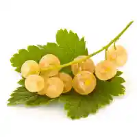 ríbezľa1